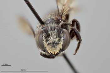 Media type: image;   Entomology 786003 Aspect: head frontal view